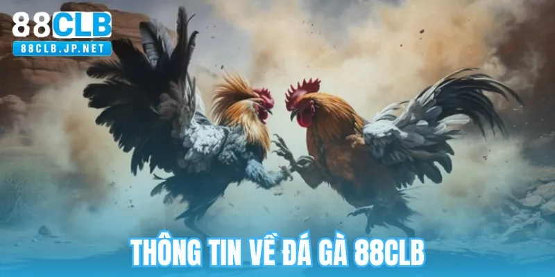 Giới thiệu chuyên mục đá gà 88CLB